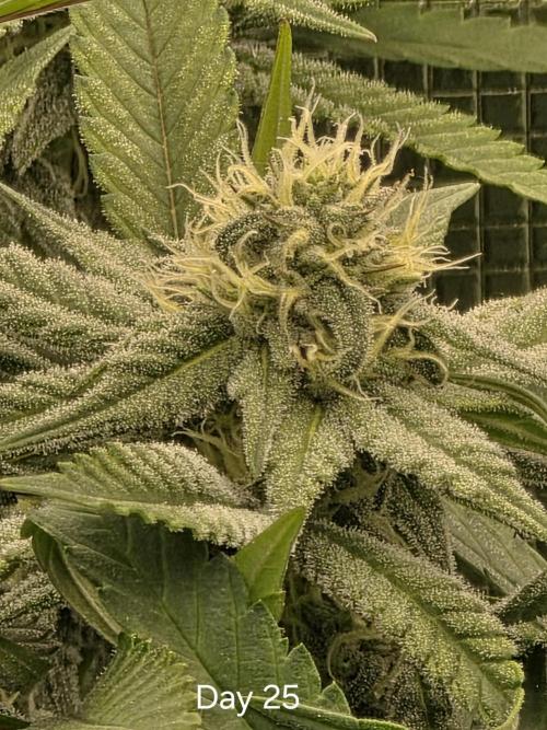 Pineapple Express. Week 11
