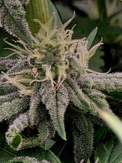 Pineapple Express. Week 11