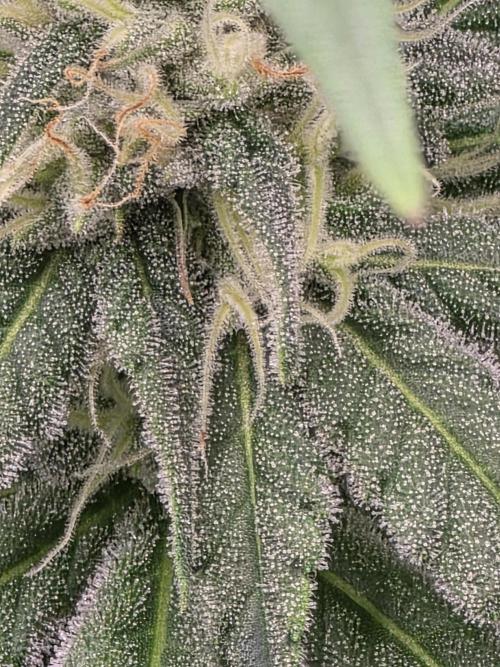 Pineapple Express. Week 11