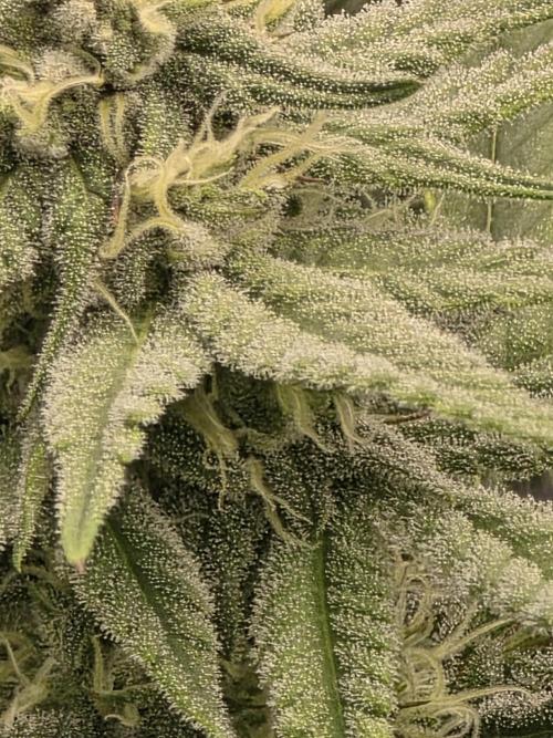 Pineapple Express. Week 11