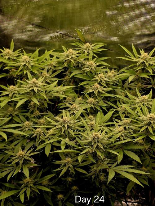 Pineapple Express. Week 11