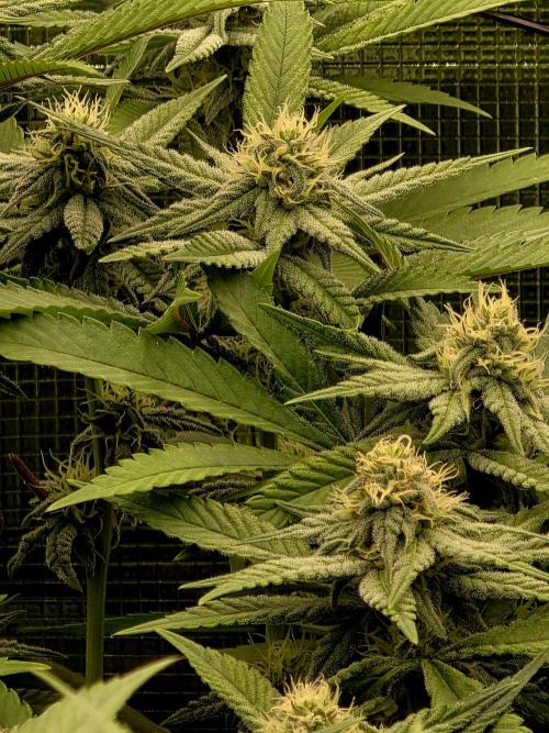 Pineapple Express. Week 11