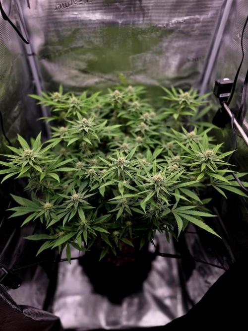 Pineapple Express. Week 11