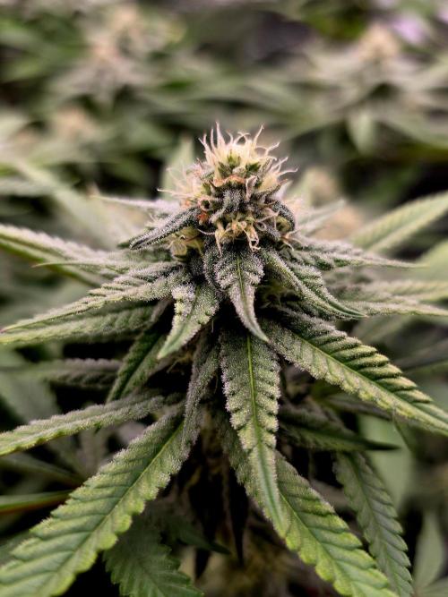Pineapple Express. Week 12