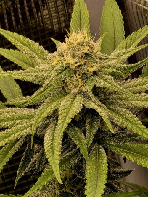 Pineapple Express. Week 12