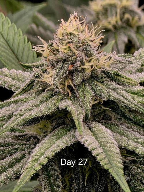 Pineapple Express. Week 12