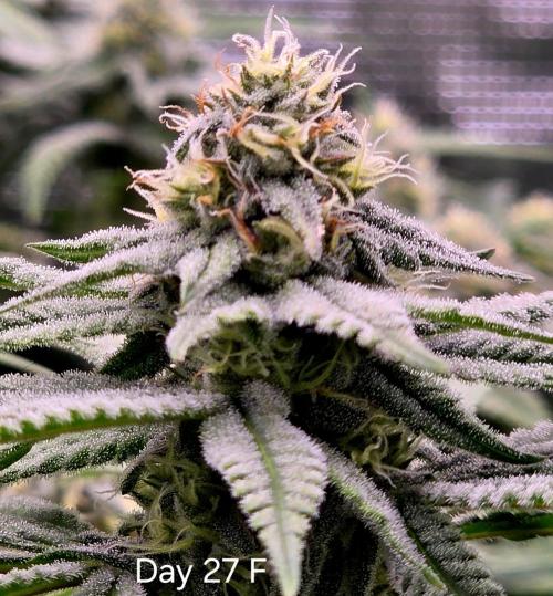 Pineapple Express. Week 12
