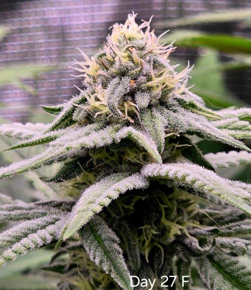 Pineapple Express. Week 12