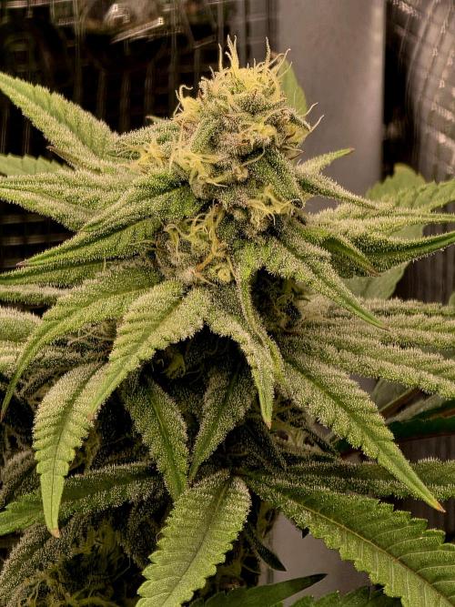 Pineapple Express. Week 12