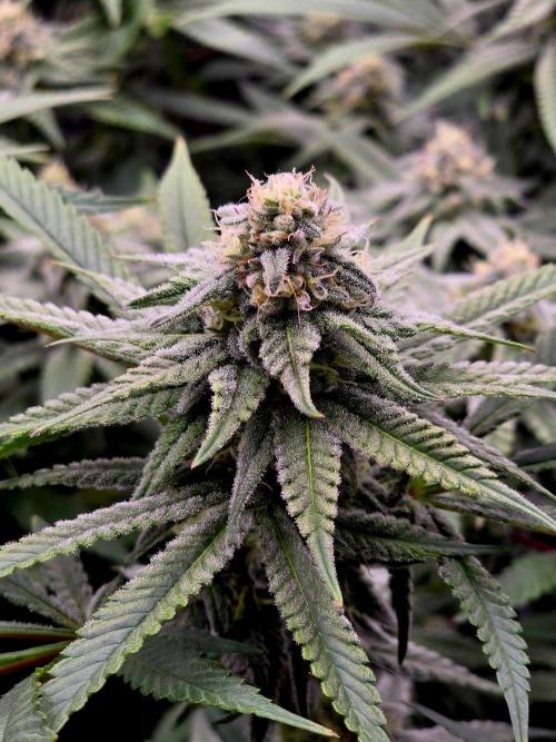Pineapple Express. Week 12