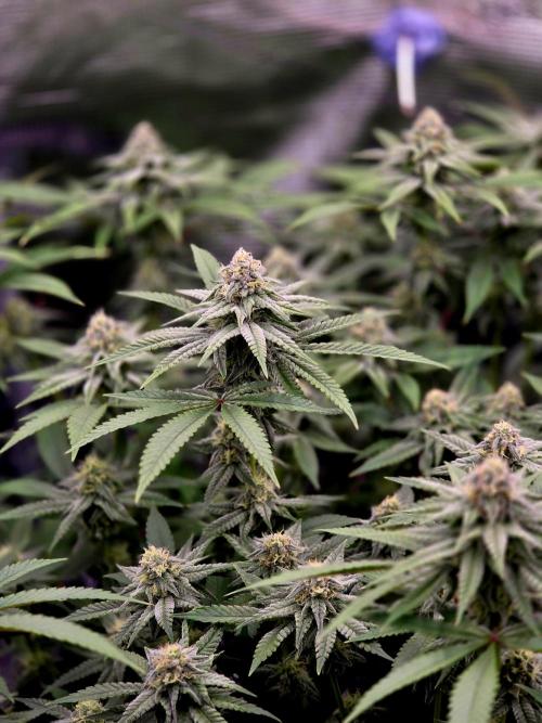 Pineapple Express. Week 13