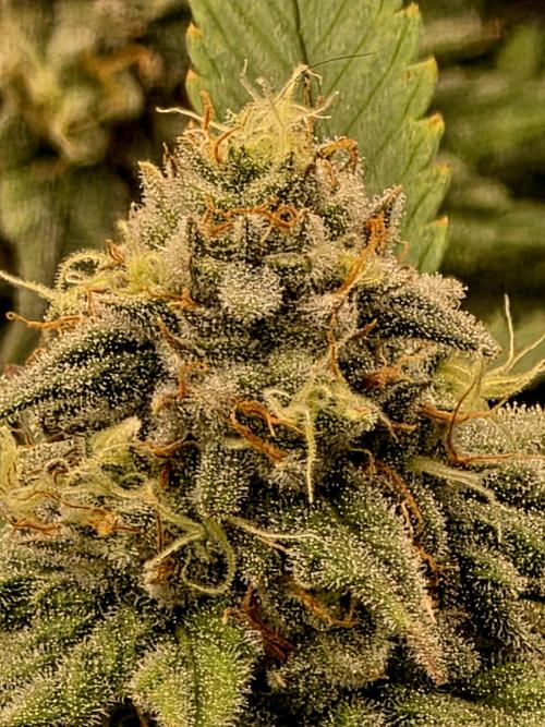 Pineapple Express. Week 13