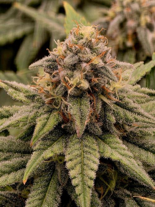 Pineapple Express. Week 13