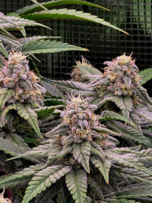 Pineapple Express. Week 13