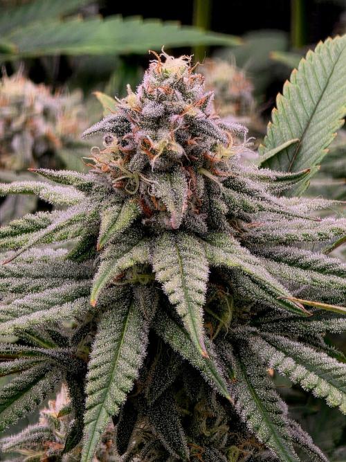 Pineapple Express. Week 13