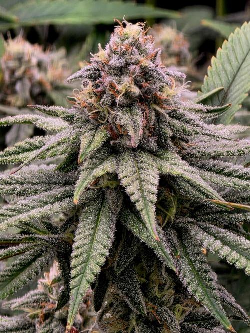 Pineapple Express. Week 13