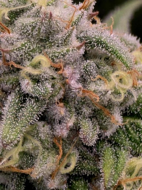 Pineapple Express. Week 13