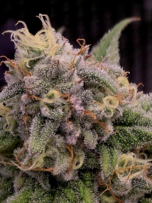 Pineapple Express. Week 13