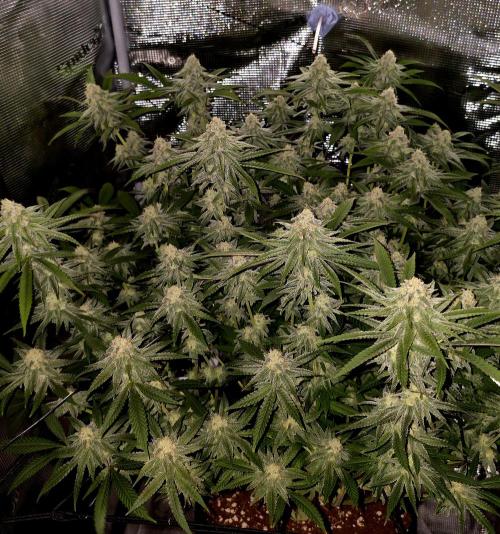 Pineapple Express. Week 13