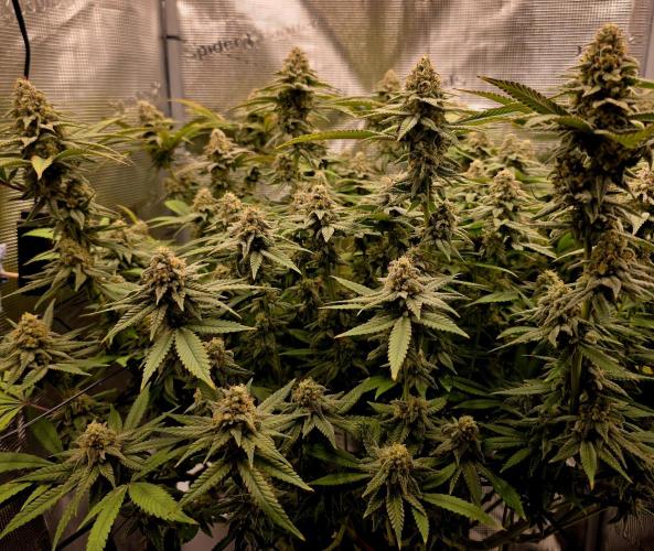 Pineapple Express. Week 14