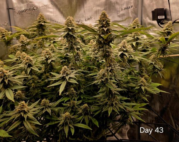 Pineapple Express. Week 14