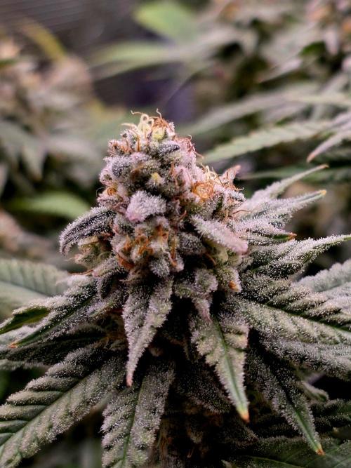 Pineapple Express. Week 14