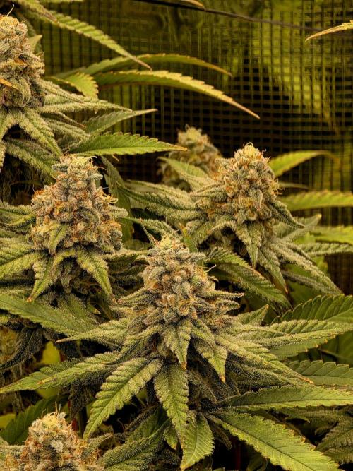 Pineapple Express. Week 14