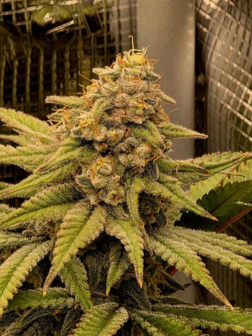 Pineapple Express. Week 14