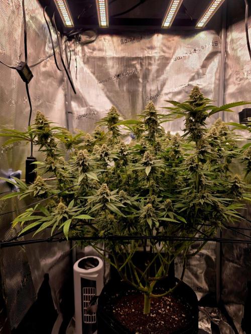 Pineapple Express. Week 14