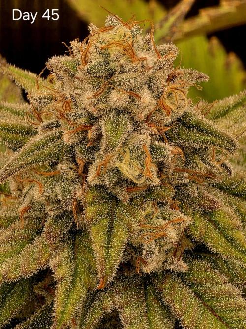Pineapple Express. Week 14