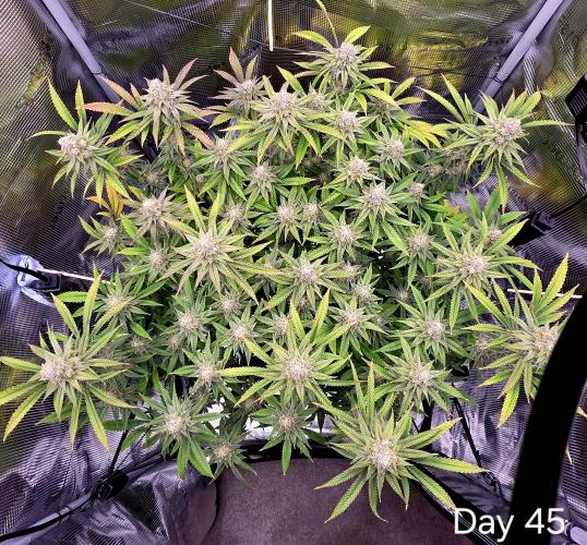 Pineapple Express. Week 14