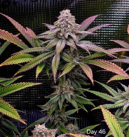 Pineapple Express. Week 15