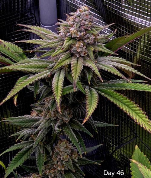 Pineapple Express. Week 15