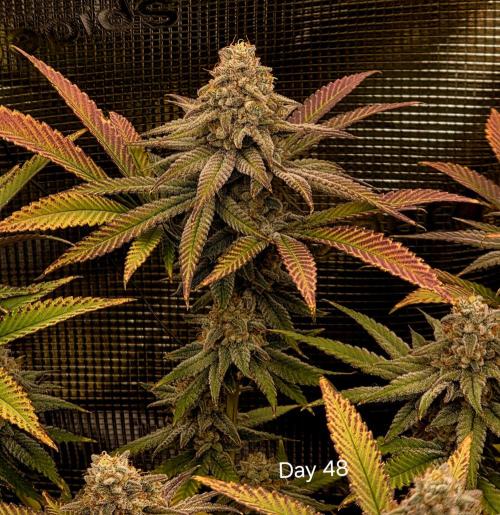 Pineapple Express. Week 15