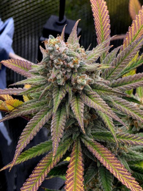 Pineapple Express. Week 15