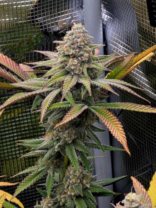 Pineapple Express. Week 15