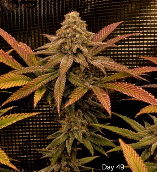 Pineapple Express. Week 15