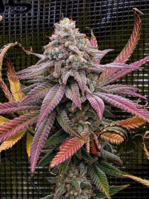 Pineapple Express. Week 16