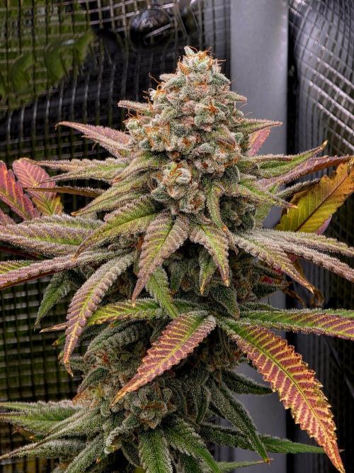 Pineapple Express. Week 16