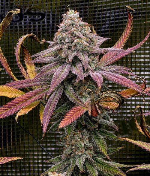 Pineapple Express. Week 16