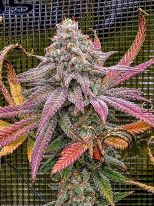 Pineapple Express. Week 16