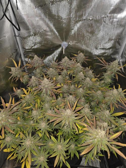 Pineapple Express. Week 16