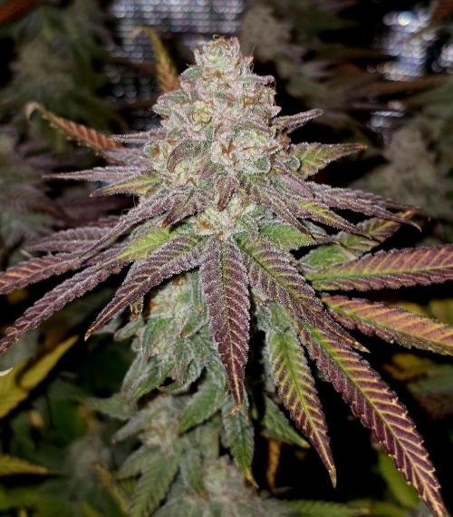 Pineapple Express. Week 16