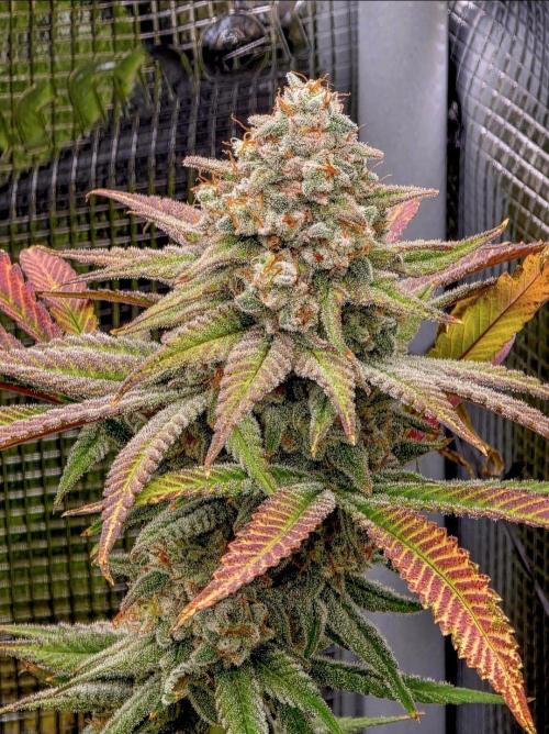 Pineapple Express. Week 16