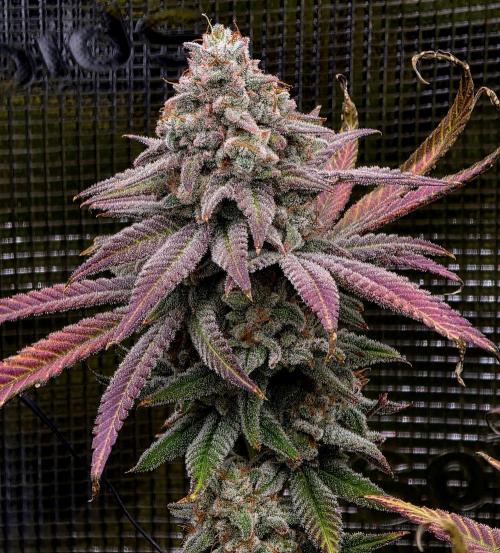Pineapple Express. Week 16
