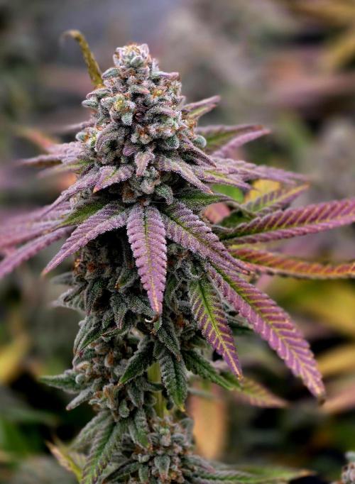 Pineapple Express. Week 16