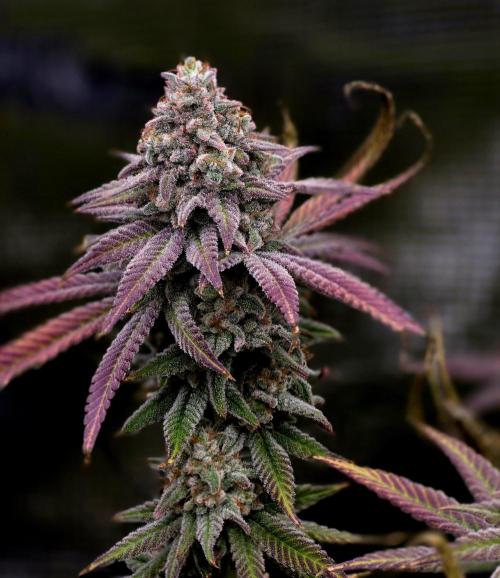 Pineapple Express. Week 16