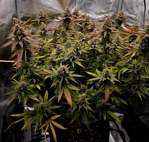 Pineapple Express. Week 16