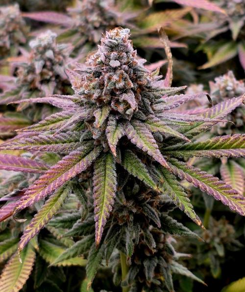 Pineapple Express. Week 16