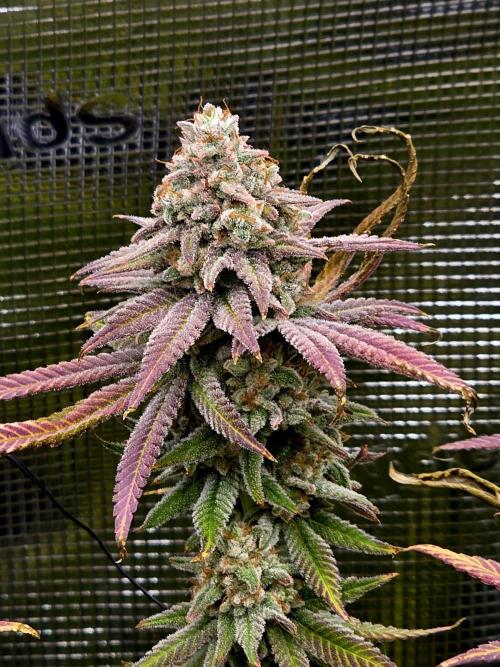 Pineapple Express. Week 16